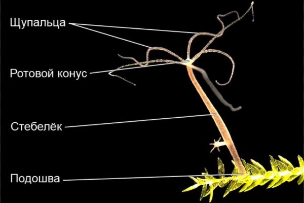 Кракен не приходят деньги